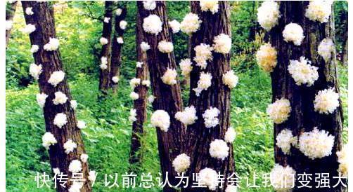 润肺|银耳——古人养生保健珍品,可惜今人却不知道还另有妙用