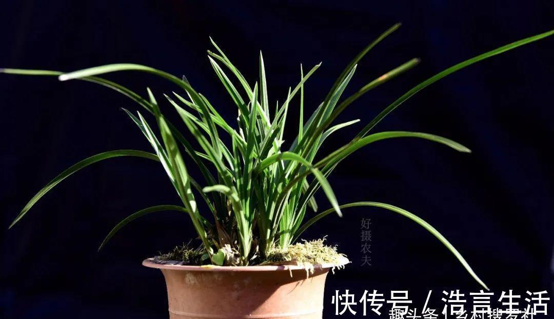 芒种|三分种、七分养,芒种时节的兰花,如何养出浓绿的叶子?