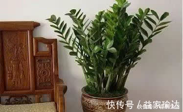 养花不如“养树”,这3种最合适,养人、旺财、吸甲醇,值!