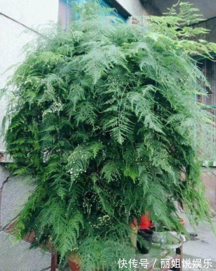 11月养文竹，经常做这“三件事”，安全过冬，猛长新芽和笋芽