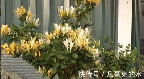 人养花，花亦养人！8种能“吃”的花，漂亮又美味，建议养一盆！