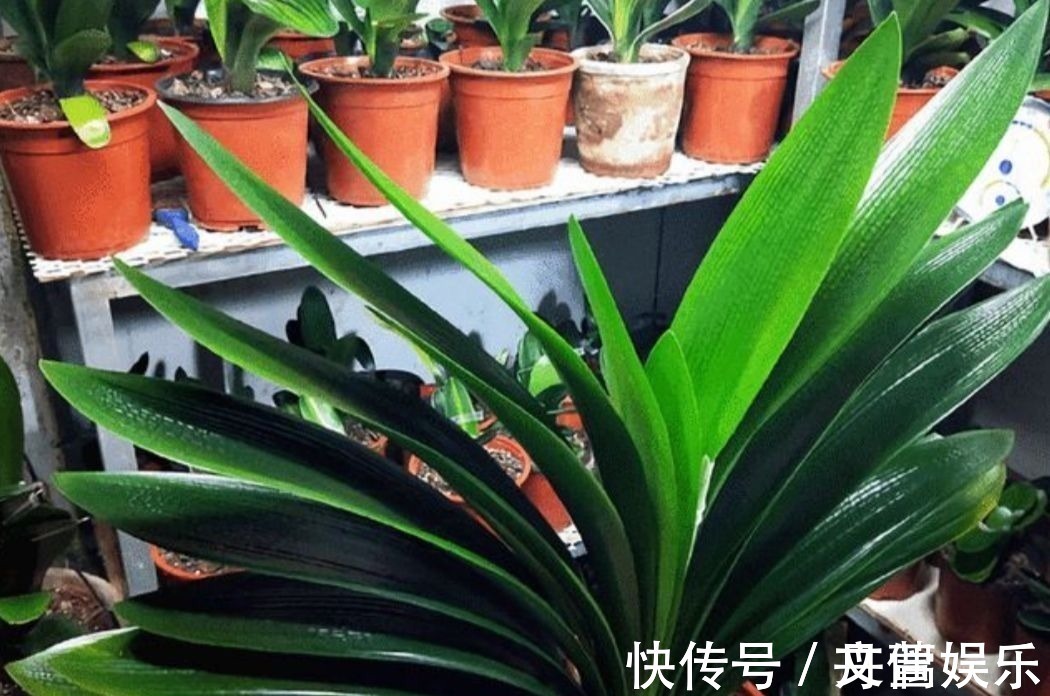 6种花怕水涝，勤快人养不好，浇水多了就烂根