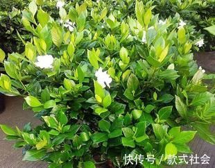 四季|阳台再小,也要养4种花,不仅好养活,而且四季有花赏