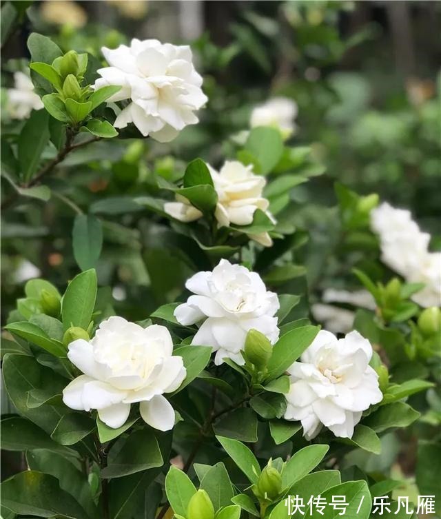 缺水|养花技巧快死的花，剪一刀立马活，还能再开花！