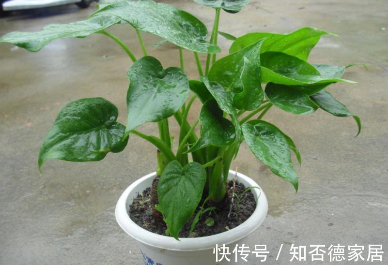 盘点|盘点十款有毒花,再喜欢也别养在家里,你家养过几种?