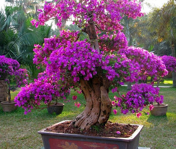 四季|家庭养三角梅，不达到这4个条件，盆栽很难四季开花