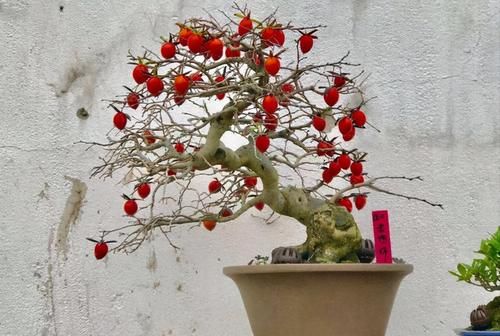 老鸦柿上盆后的养护很重要,5个方面的经验,帮你做好日常管理