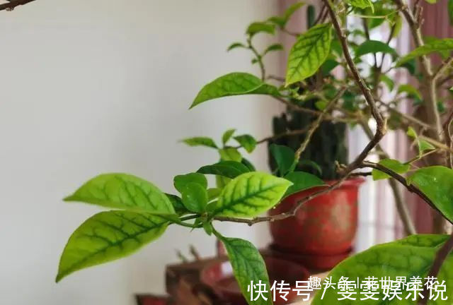 三角梅“黄叶”不开花,用这些水浇一浇,叶子油绿,满头花