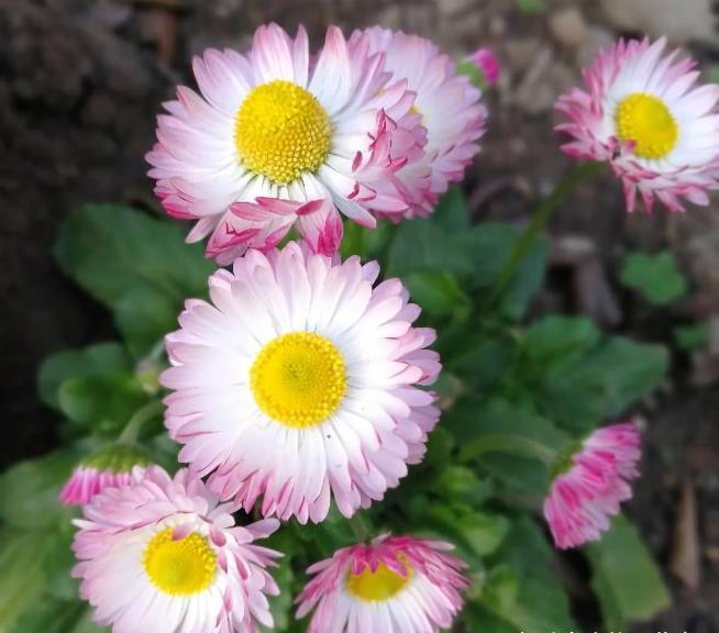 “欠修理”的花，不修不旺，剪剪花多，别舍不得