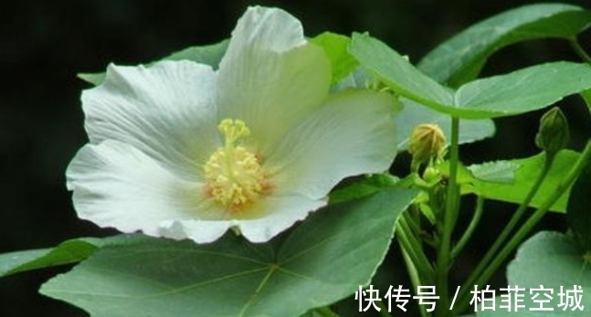 它被称为“千面美人妖精花”，价值珍贵，不容小觑