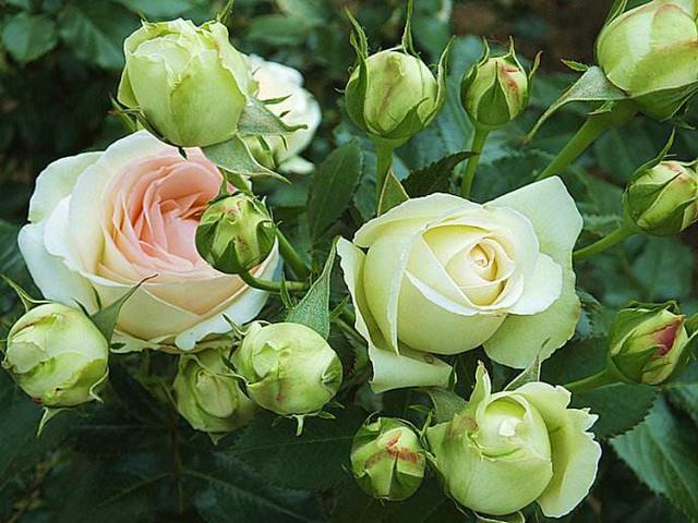 屋顶花园养月季,注意“浇水施肥修剪”,一棵开300朵,花开不断