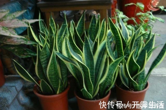 腐殖材料|栽植虎皮兰，土壤里加点“它”，叶片碧绿旺盛，一年长高30cm！