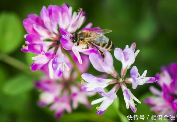 花卉市场最畅销的4种花,清新脱俗,懒人最爱,美极了