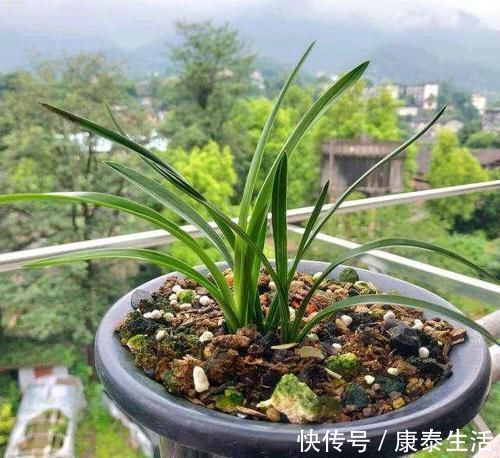 兰花长的慢不开花?这是休眠期,做好这几步,秋天一到花苞冒不停