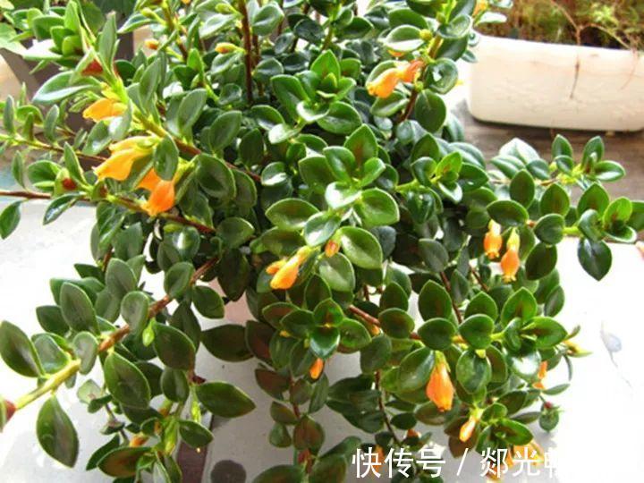 金鱼吊兰这么养，1年四季都能开花，小金鱼噗噗冒！