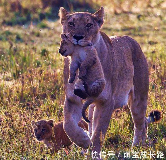 动物|为什么动物生育后代那么轻松,人类分娩时却疼得撕心裂肺?