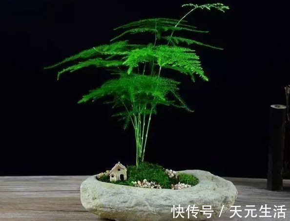花友|花1分钟“挖青苔”,2周养成“微景观”,花友小盆景!