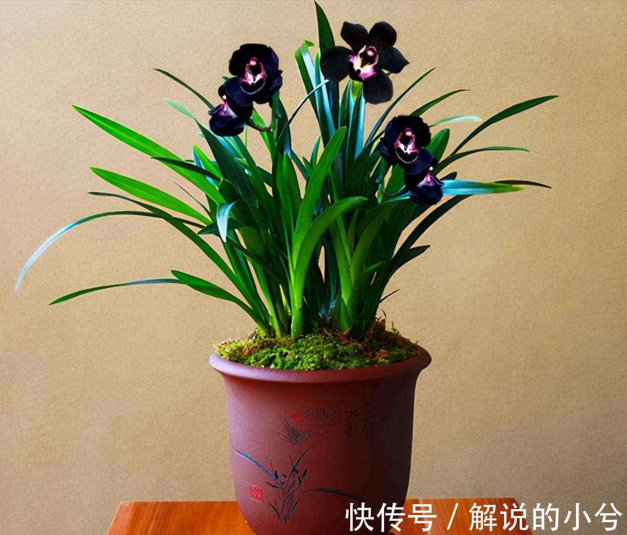 墨兰|老花匠都在养的兰花,花色神秘,意境高雅,兰香浓郁,值得拥有