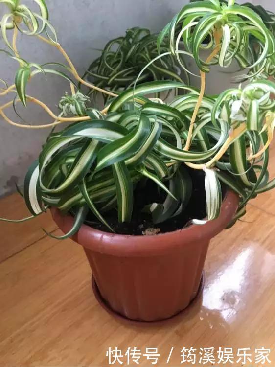 绿萝|4种花爱“吃土”,1年不换盆,盆里全是根不见土,换盆才能长好