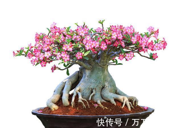 花盆越小开花越好的“皮实”花，塞进小花盆里，好养又好看