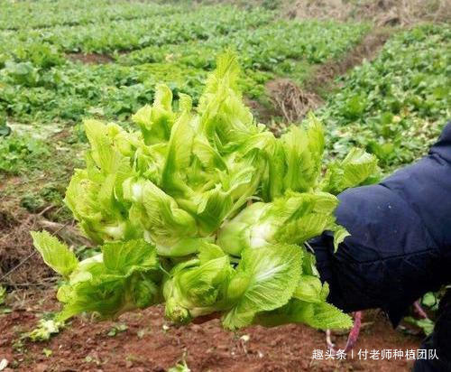 北方人|有一种青菜好吃不好种,北方人很少吃到,你知道是啥菜吗
