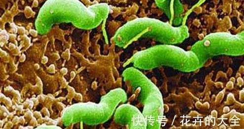 幽门螺旋杆菌|它是“天然胃药”，每天一杯，“消灭”幽门螺旋杆菌，更养胃