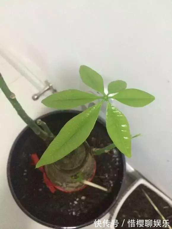 发财树叶子落光快死了别担心，只要简单几招就能生机勃勃