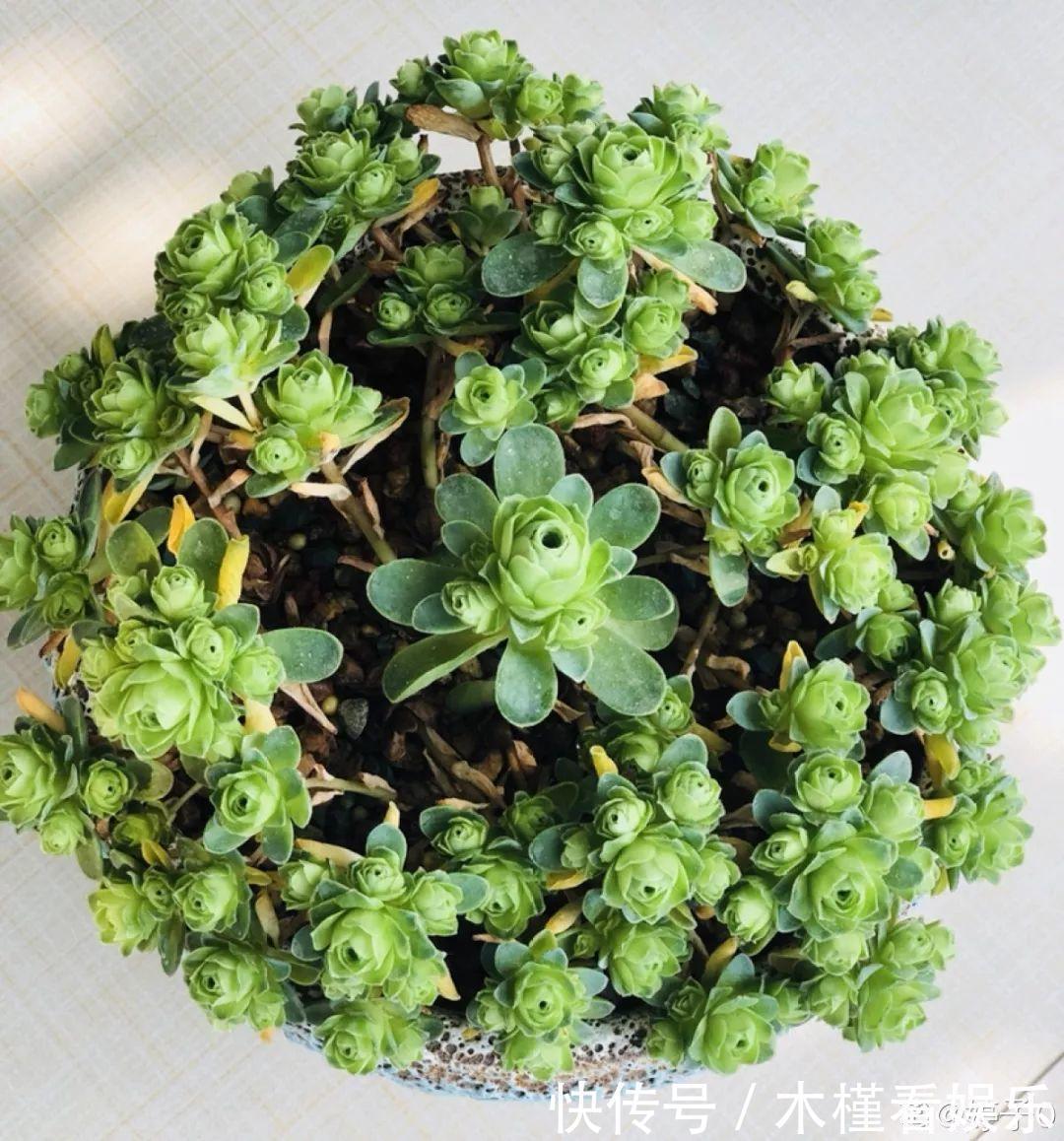 蓝鸟|碰上这种多肉,直接分株吧,毕竟是圈里出名的叶插老大难!