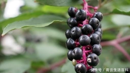 商陆|农村里一大“恶草”,被认为有毒,却不知根似人参,叶是极佳野菜