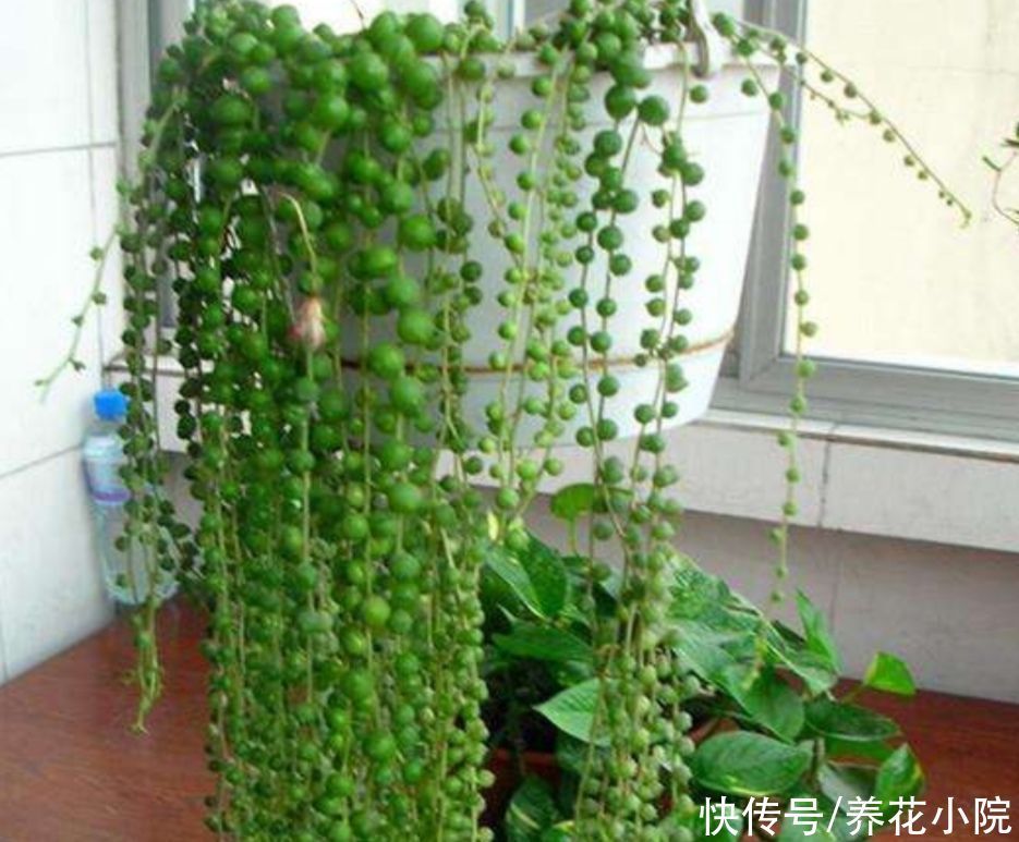 珍珠吊兰|4种花都叫吊兰，形态各不相同，你喜欢养哪一种呢？