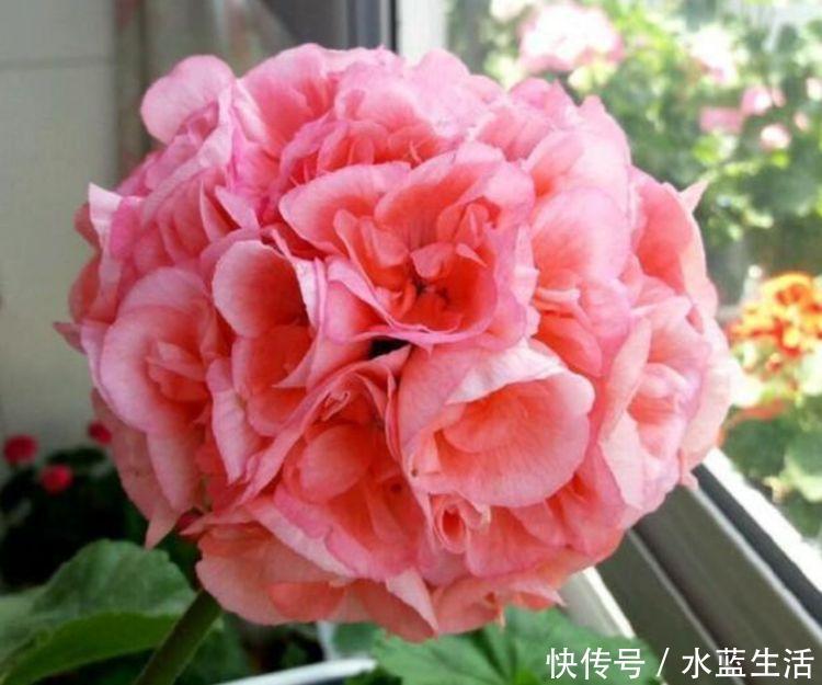 长花|阳台就养几种花,花期长花量大,一盆千百朵,枝头花苞满