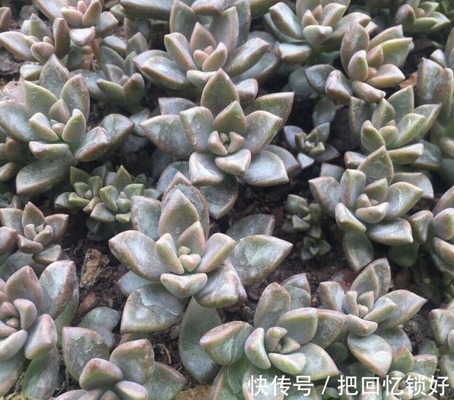 多肉大普货姬胧月,养的人不少养好的却不多,阳台党要慎选