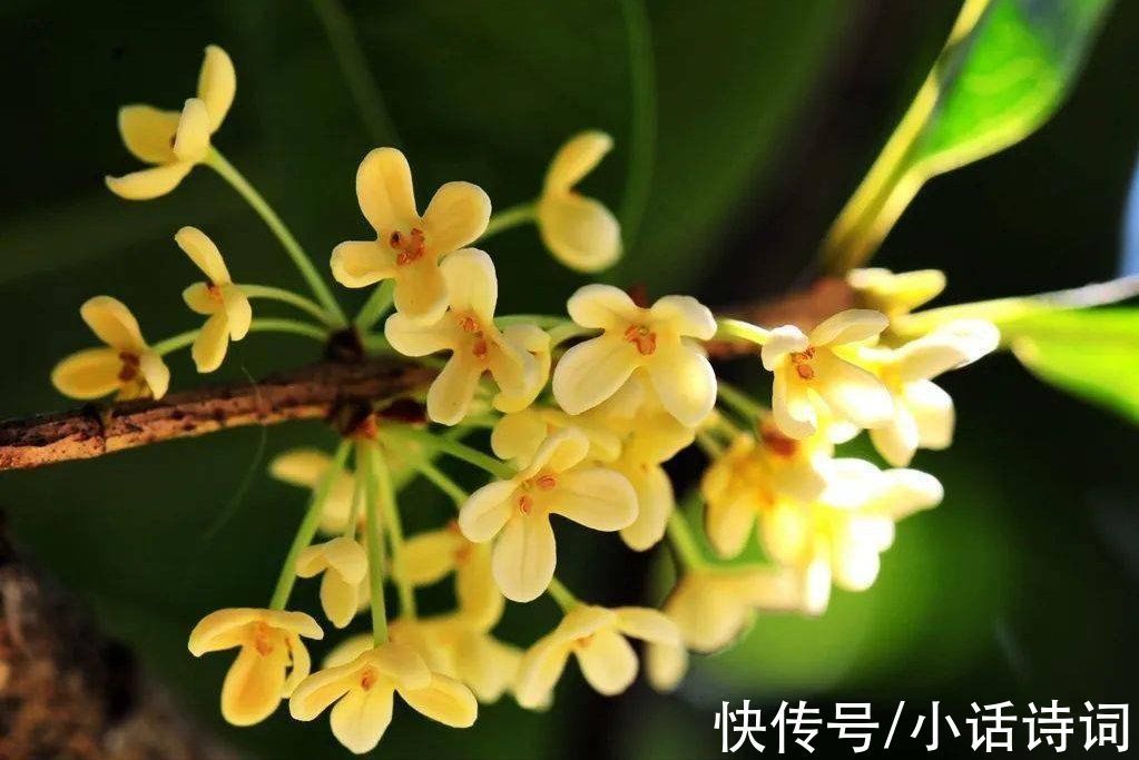 刘过&刘过故地重游写下一首词,年少不知词中意,再读已是词中人