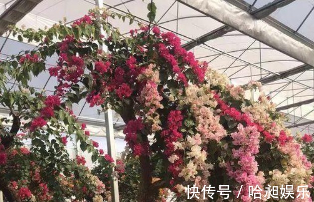 三角梅不开花采用“饥饿”法促进生根,快速萌芽开爆盆