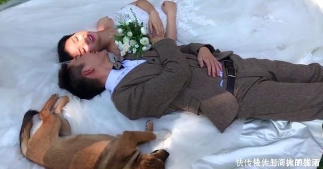 大黄狗|新人拍婚纱照，单身大黄狗乱入躺新娘婚纱上卖萌，新郎赶都赶不走