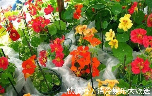 吴大妈只养“3种花”,一年300多天有花看,开成花海,特美!