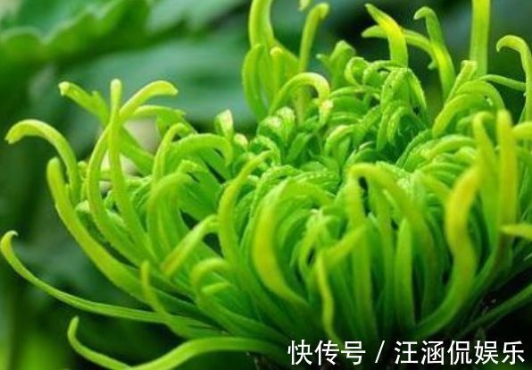 喜欢牡丹,不如养“优良名菊”绿朝云,花似惊鸿起舞,晶莹碧绿