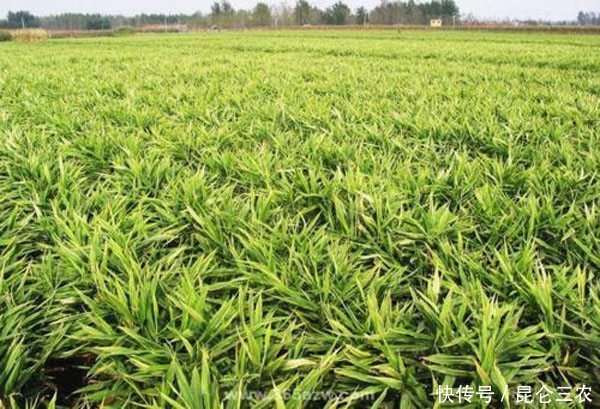 生姜的种植方法和高产叶面肥使用建议 快资讯 生姜的种植方法和高产叶面肥使用建议 快资讯