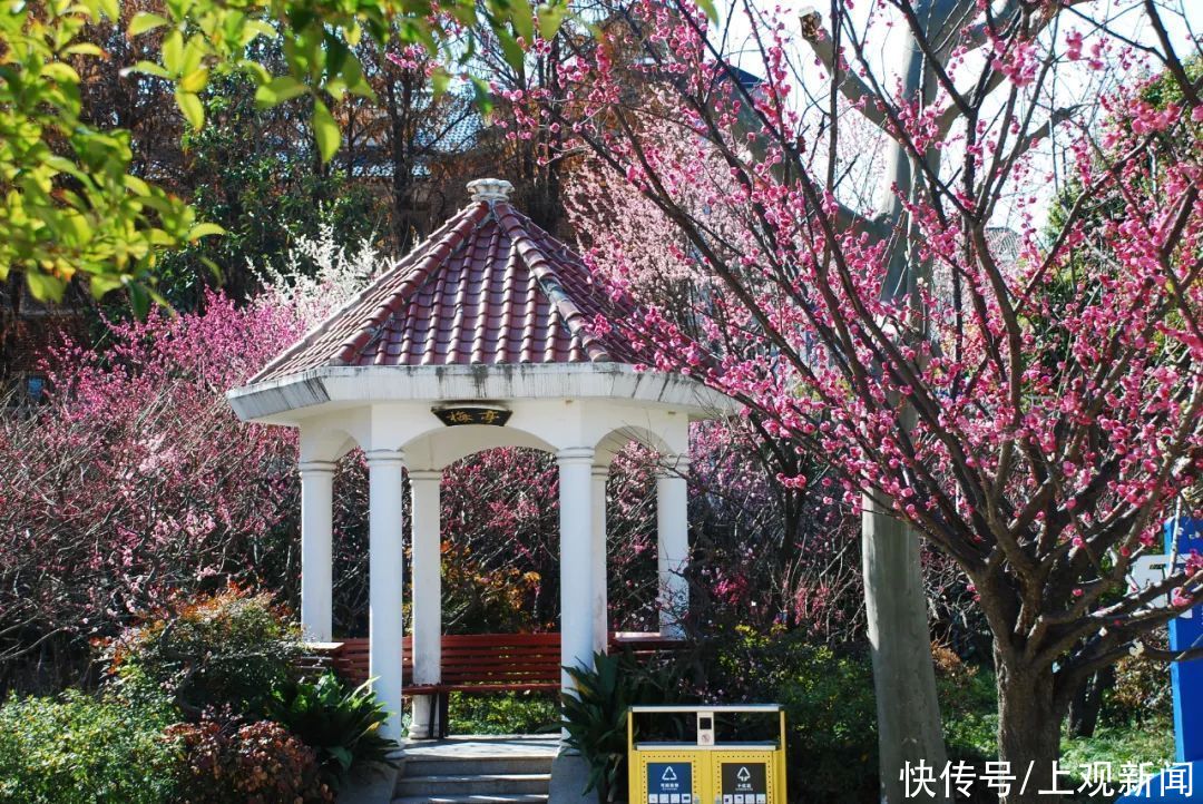 走进|梅开五福！普陀这里简直“美爆了”