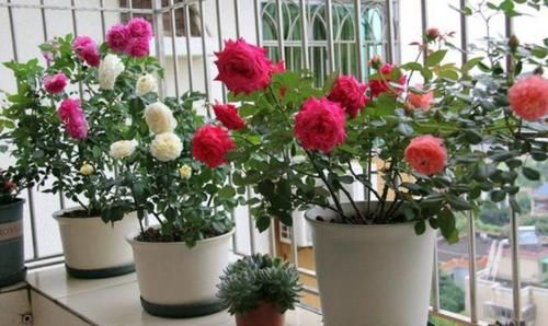 4种漂亮花，好打理，家里财运亨通，旺运一整年