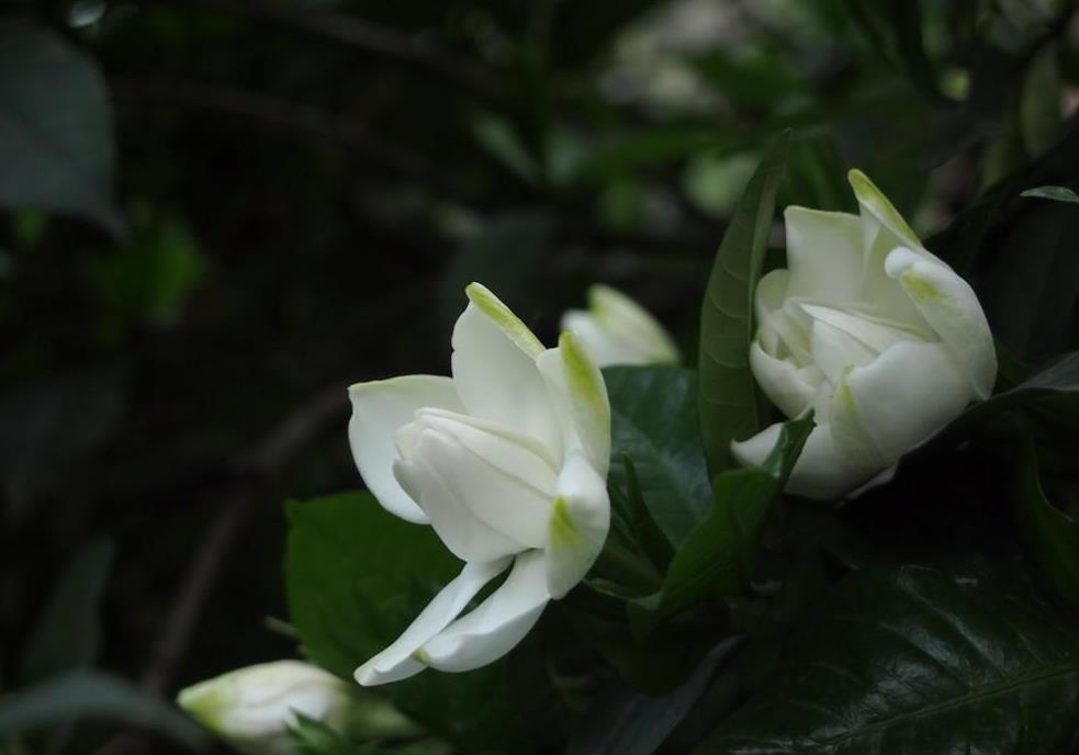 液态肥|栀子花不开花?做好几件事,满盆都是小白花