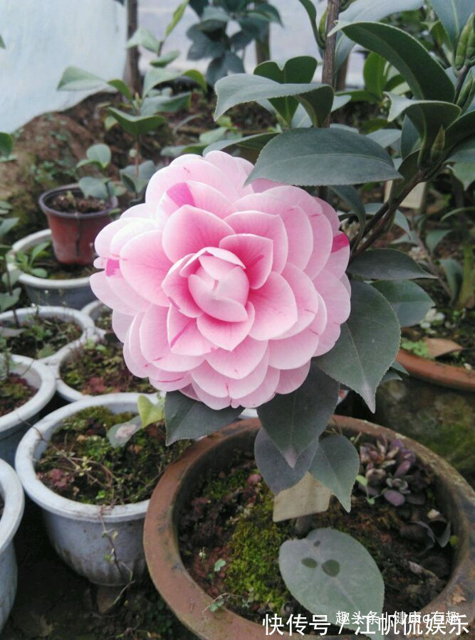 初乌|喜欢牡丹,就养盆“黑色牡丹”初乌,花色浓艳,雍容华贵!