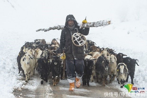 老年|土耳其牧民雪中放牧成风景线 皑皑白雪宛如童话世界