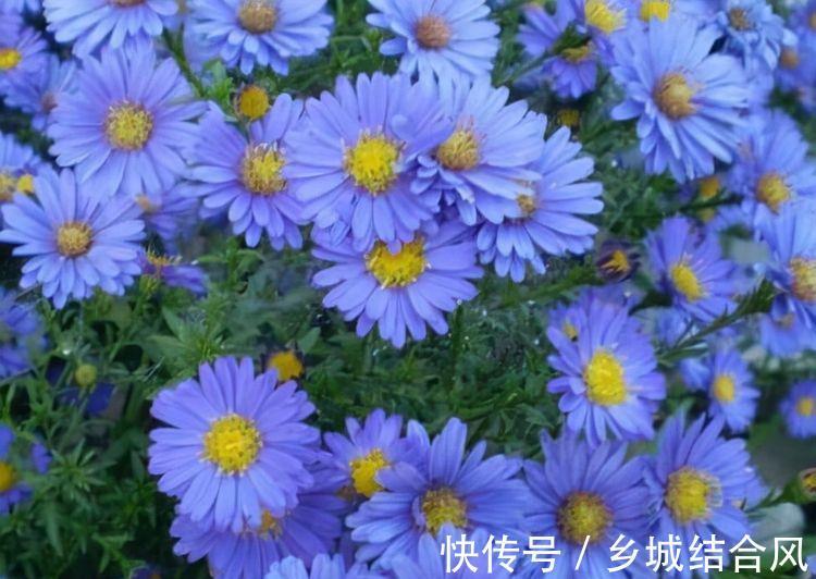 农历9月29日霜降后,养什么花?以下3种花,福临小院四季常安