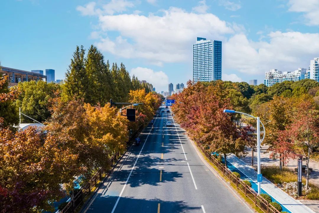 枫香大道|钱塘秋色，正当时！