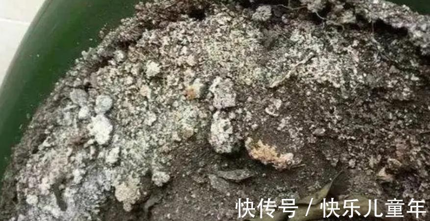 知道什么情况该换土,如何换土,才是养花人该具备的基本素质