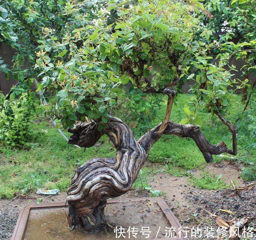 浇水|金银花根系发达,一造型便“立竿见影”,轻松获取盆景制作的欢乐