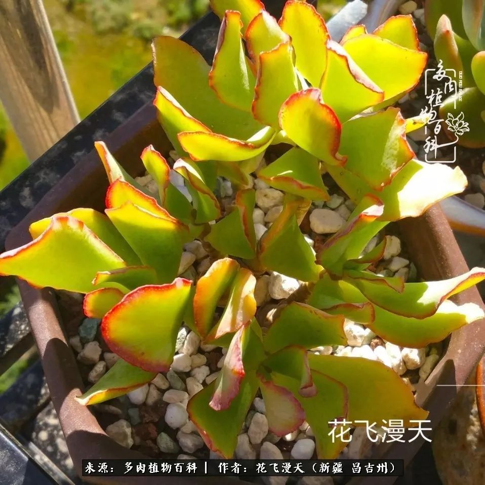 对多肉是发自内心的喜欢,心甘情愿被它们俘虏!