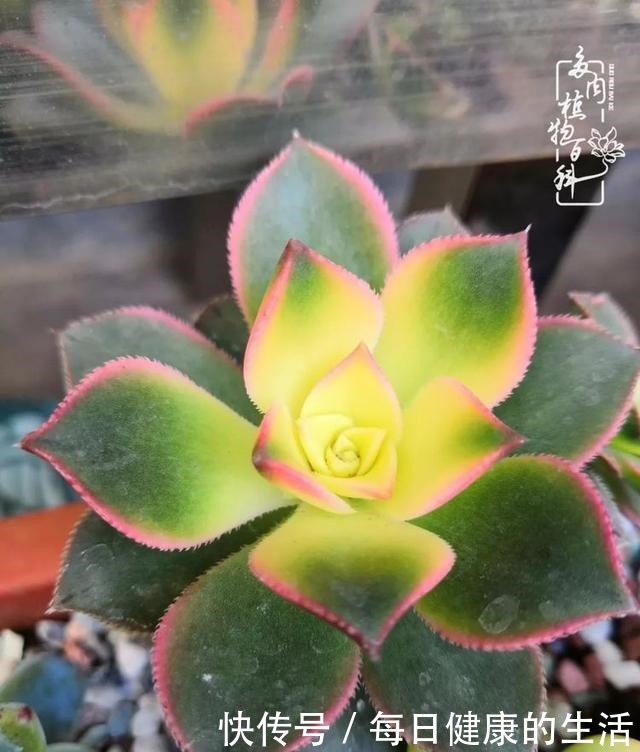 如何让多肉变美看看我是如何宠它们的！如何让多肉变美看看我是如何宠它们的！