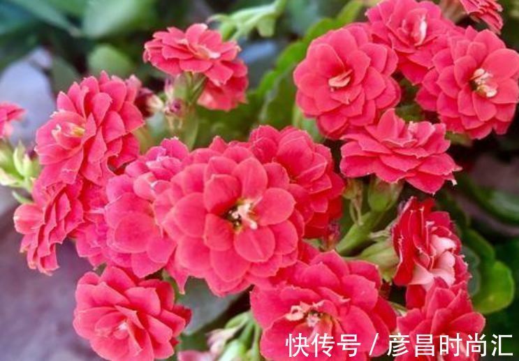 龙骨花龙骨花|3种花养家里，人养花、花也养人，吉祥富贵，红红火火好运来